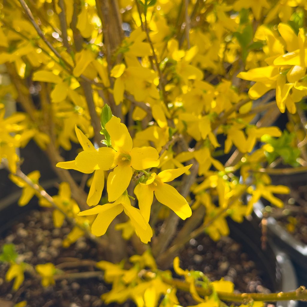 Forsythia intermedia Week-end - Mimosa de Paris