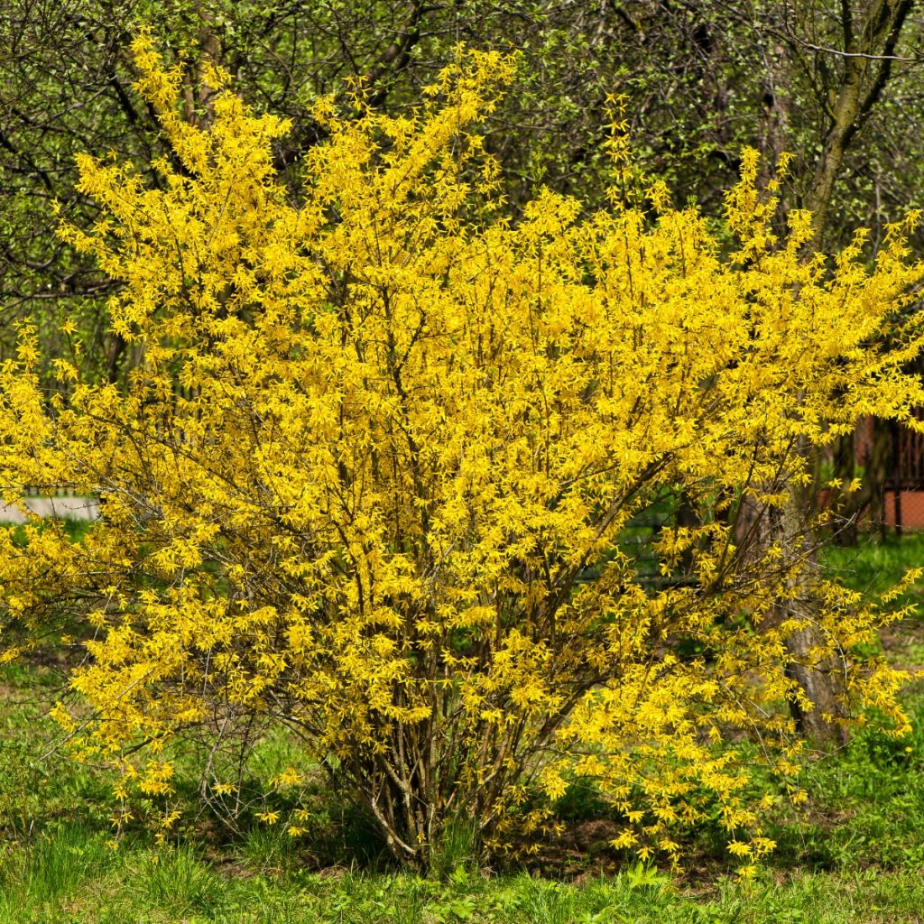 Forsythia intermedia - Chinees klokje