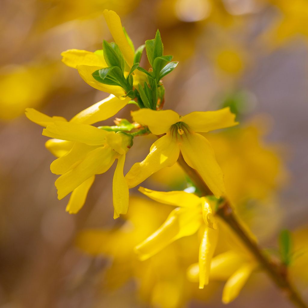 Forsythia x intermedia Lynwood - Mimosa de Paris