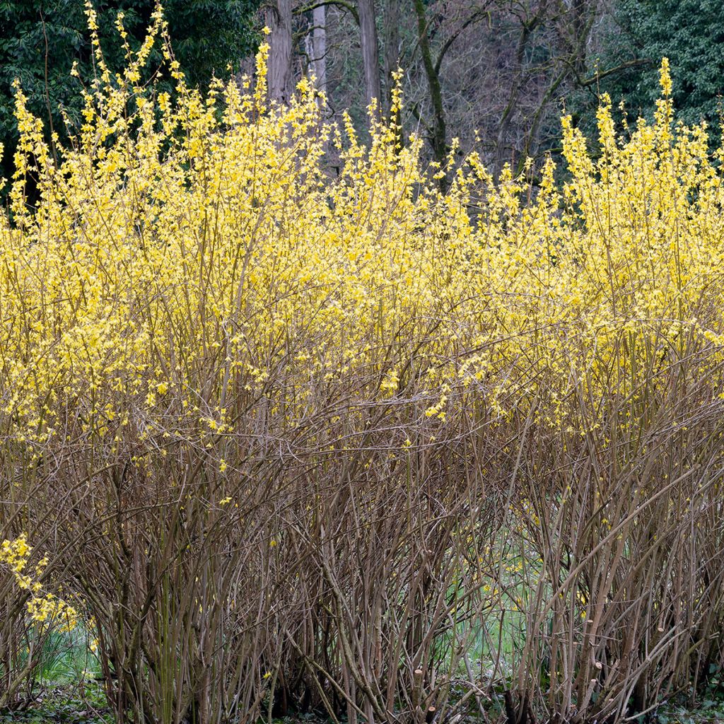 Forsythia x intermedia Lynwood - Mimosa de Paris