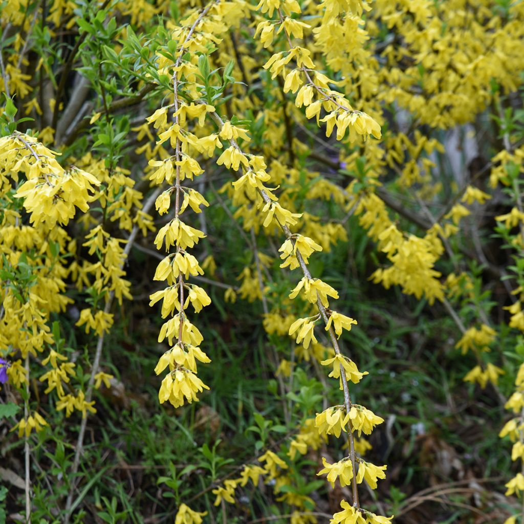 Forsythia suspensa Aurea - Forsythia pleureur