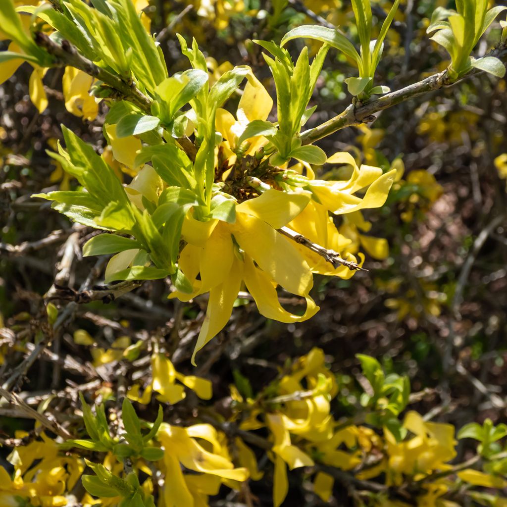 Forsythia suspensa Aurea - Forsythia pleureur