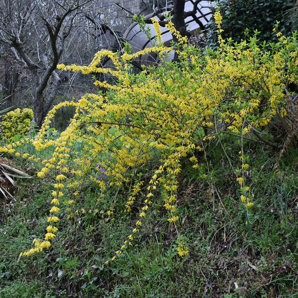 Forsythia suspensa Aurea - Forsythia pleureur