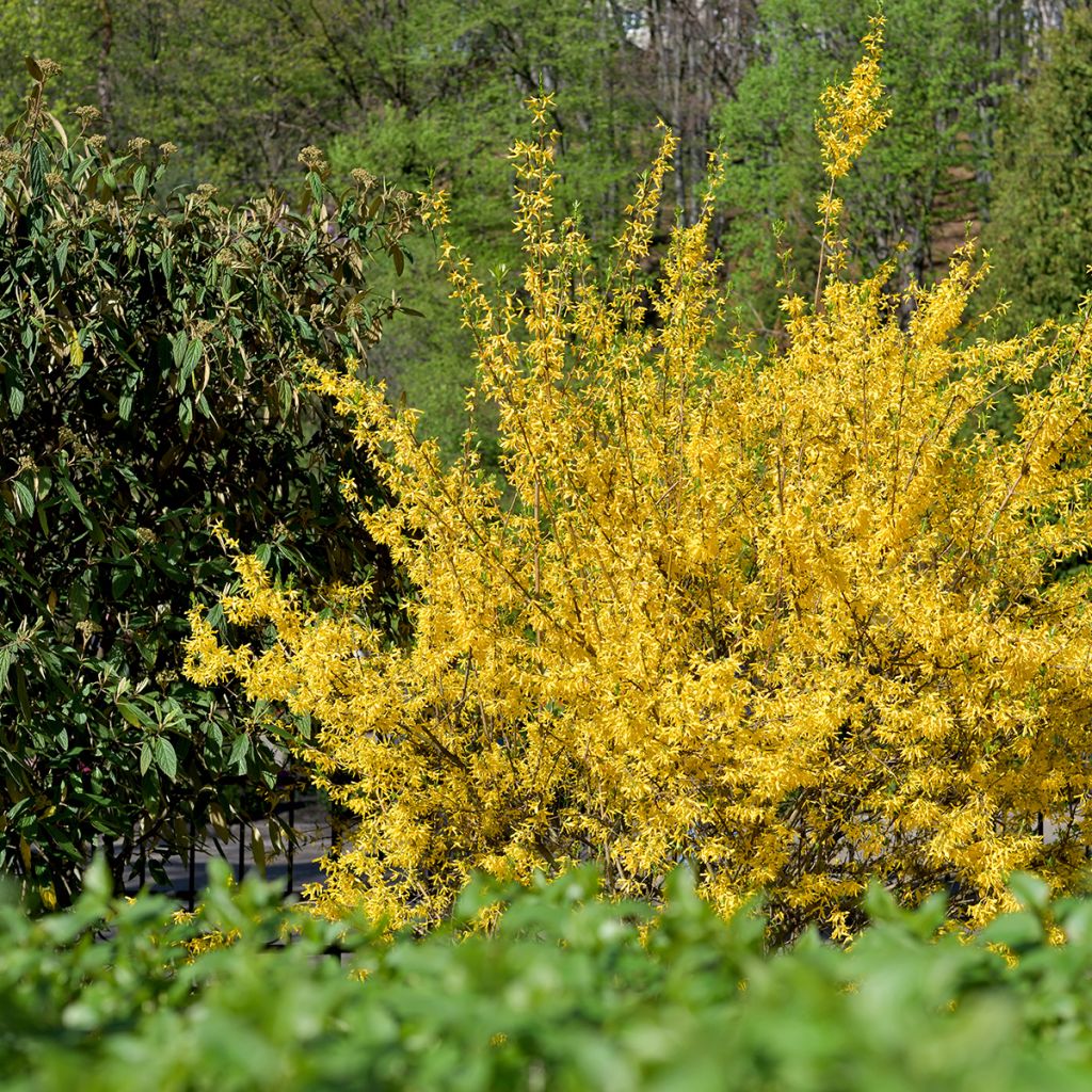 Forsythia x intermedia Goldzauber - Mimosa de Paris