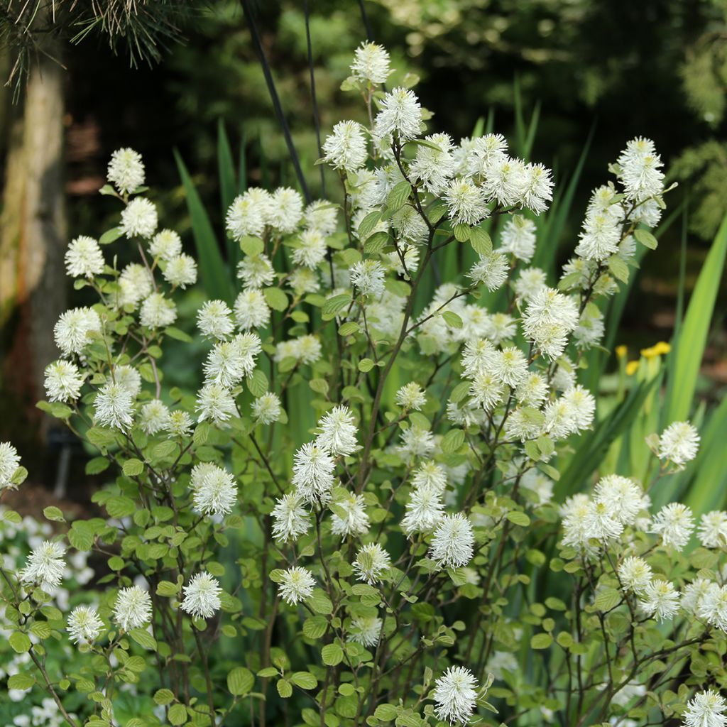 Fothergilla x intermedia Red Licorice