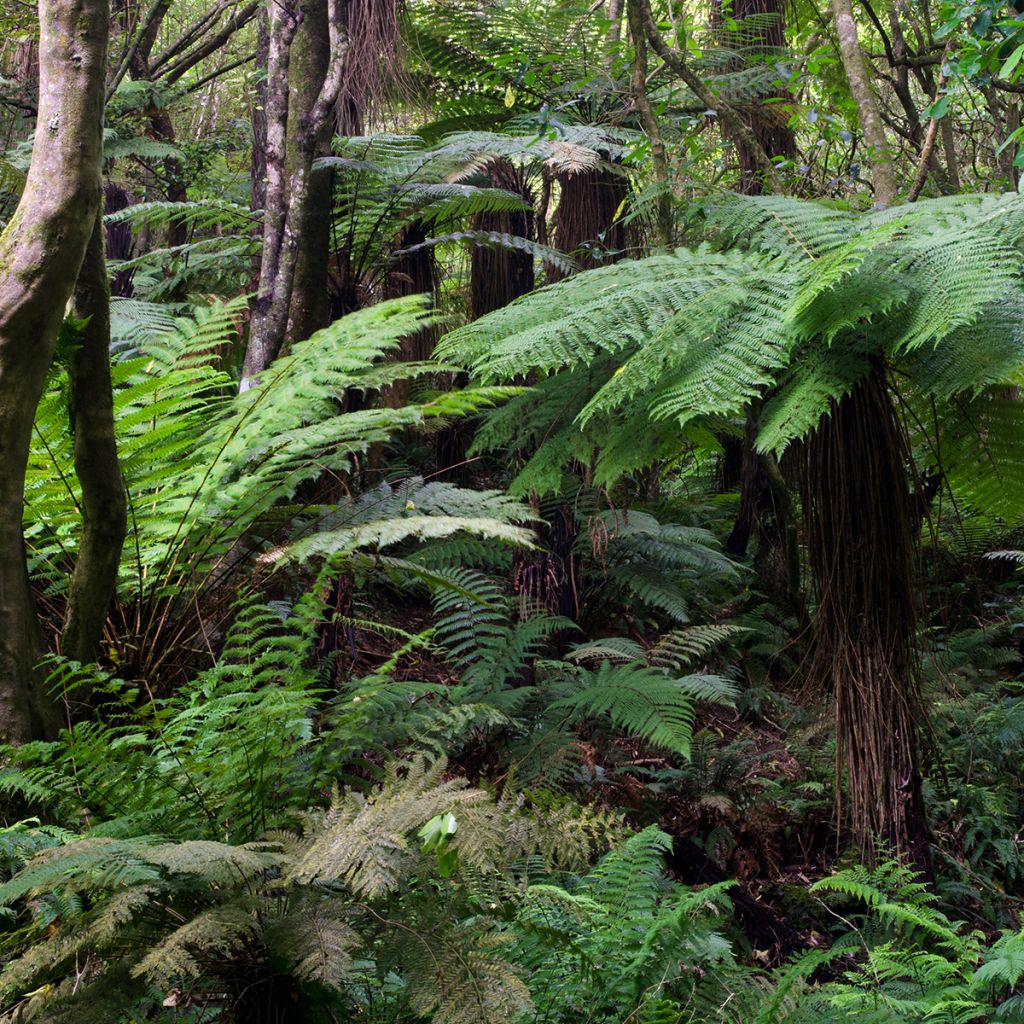 Fougère arborescente - Dicksonia fibrosa