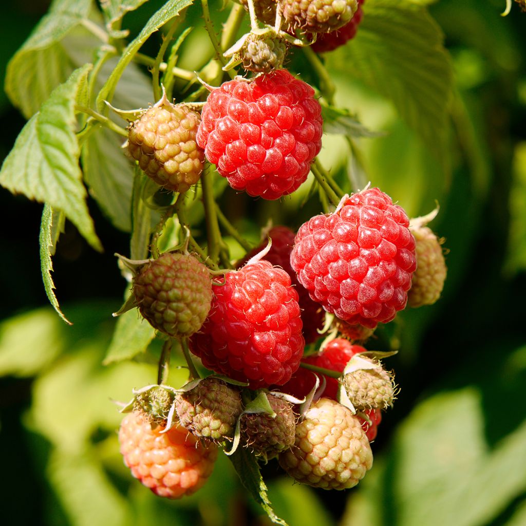 Framboisier Primeberry Autumn Wildy - Rubus idaeus