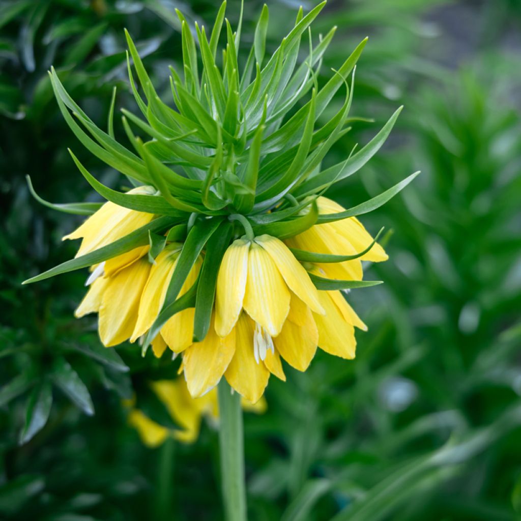 Fritillaria imperialis Lutea - Coroa-imperial