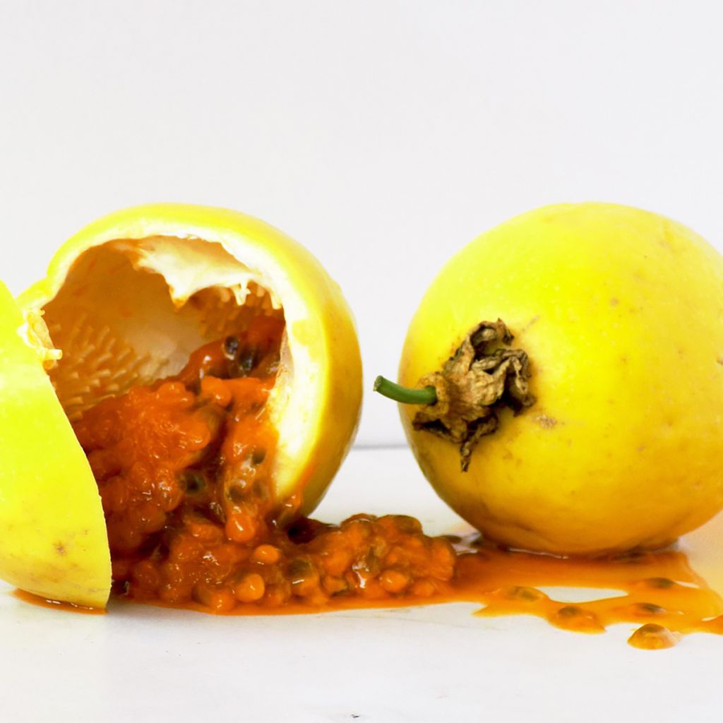 Passiflora edulis f. flavicarpa