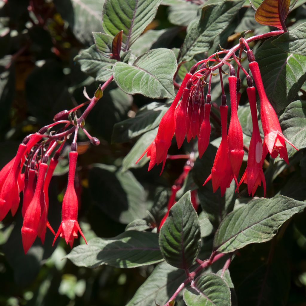 Fuchsia Bush Gartenmeister Bonstedt