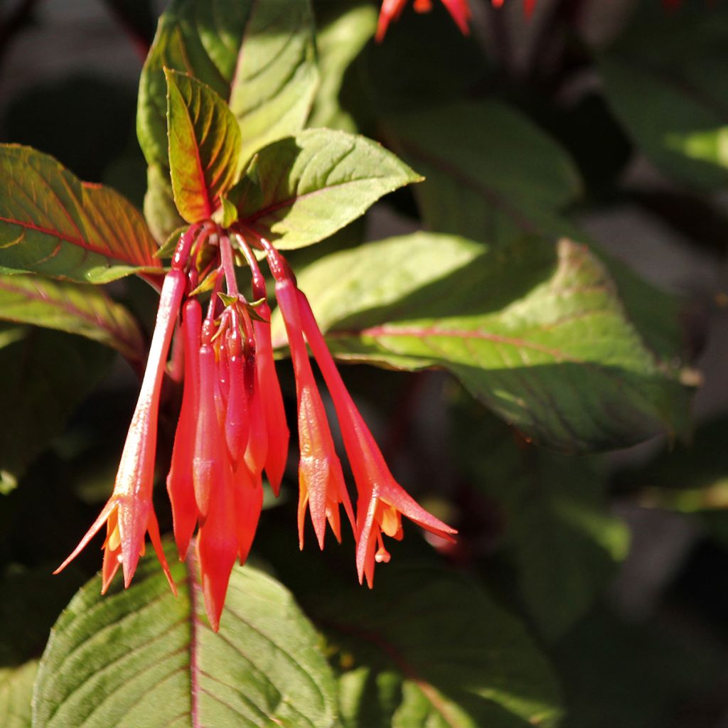 Fuchsia Bush Gartenmeister Bonstedt