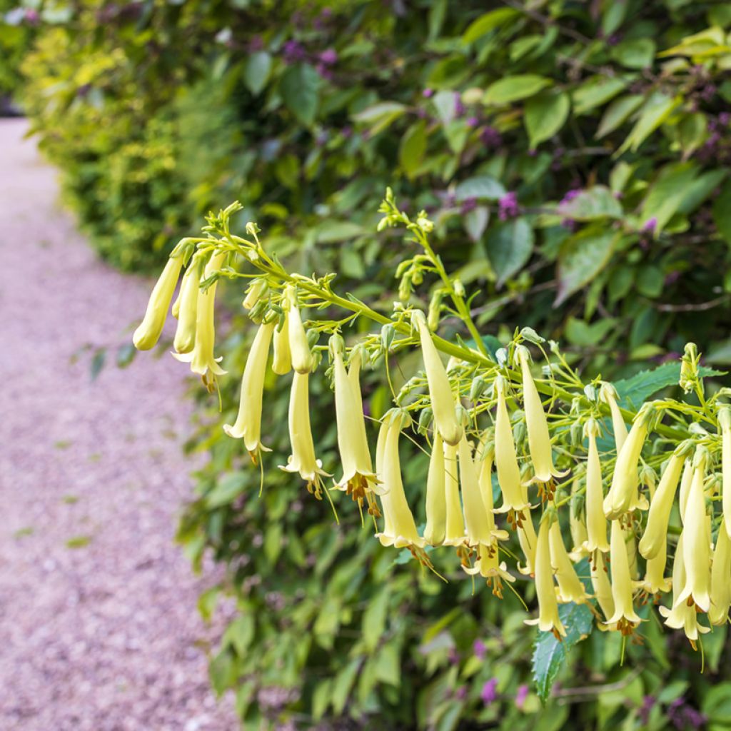 Fuchsia du Cap - Phygelius rectus Moonraker