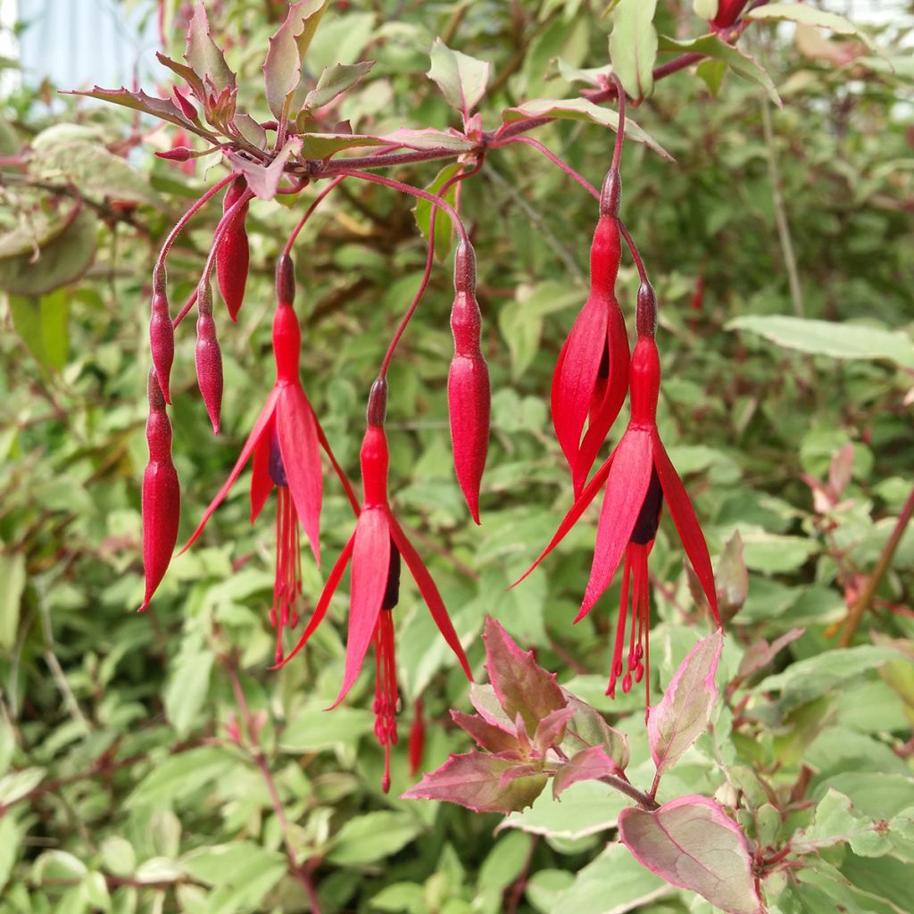 Fuchsia magellanica Versicolor