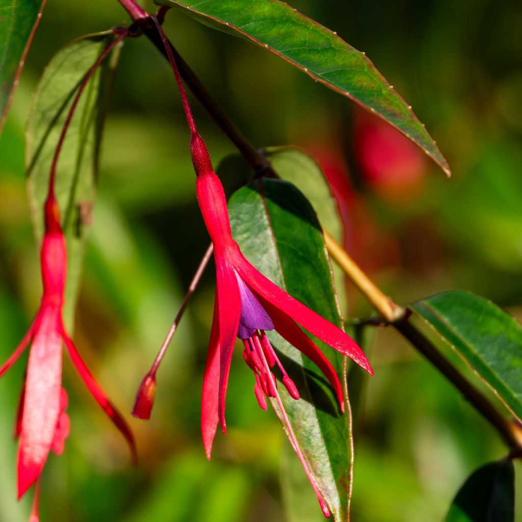 Fuchsia hatschbachii - Fuchsia de Hatschbach