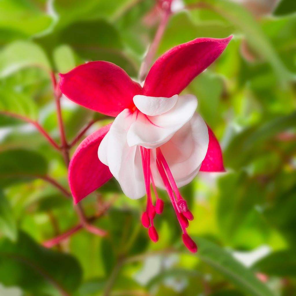 Fuchsia magellanica Snow Cap - Fuchsia rustique