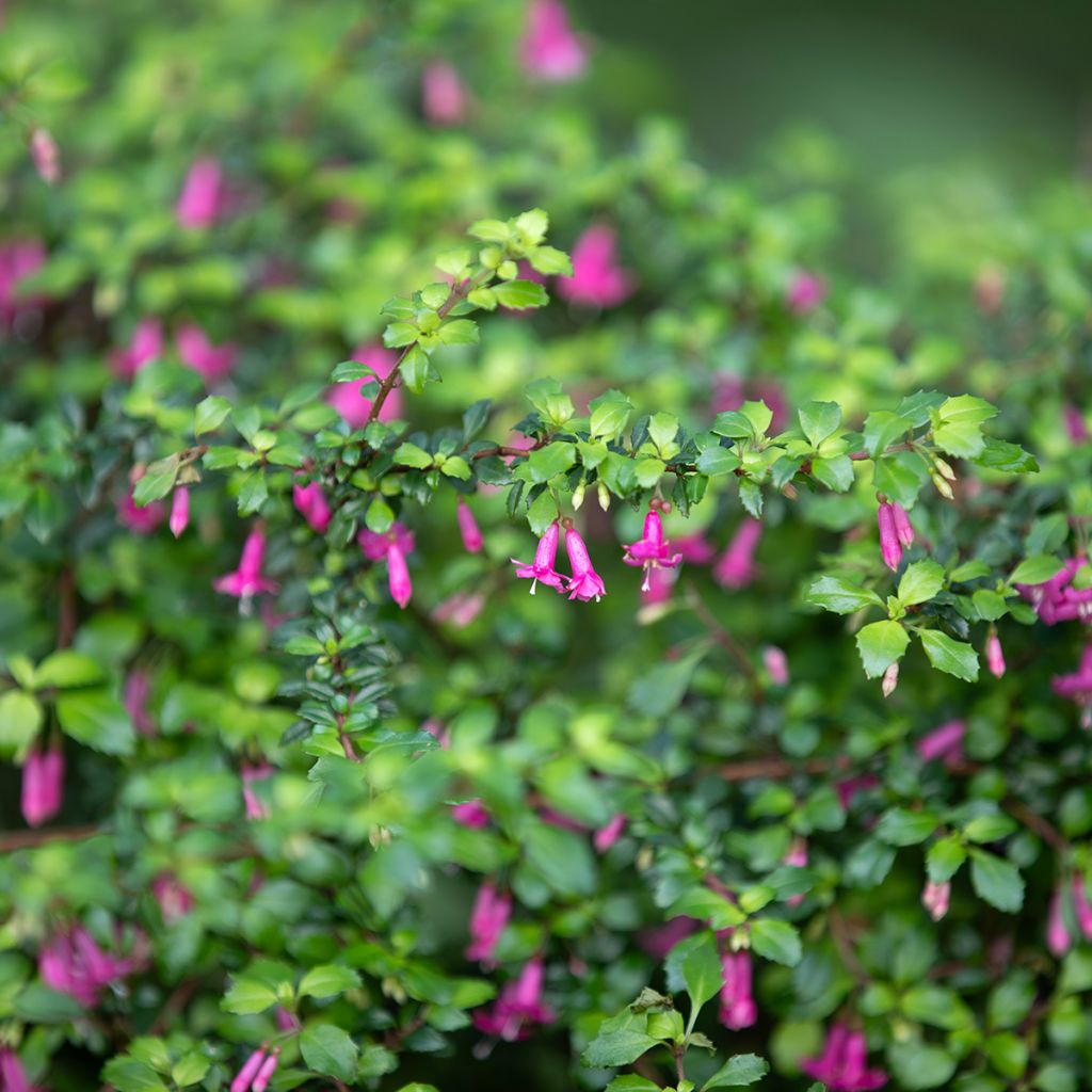 Fuchsia microphylla ssp. microphylla