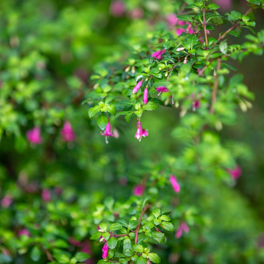 Fuchsia microphylla ssp. microphylla