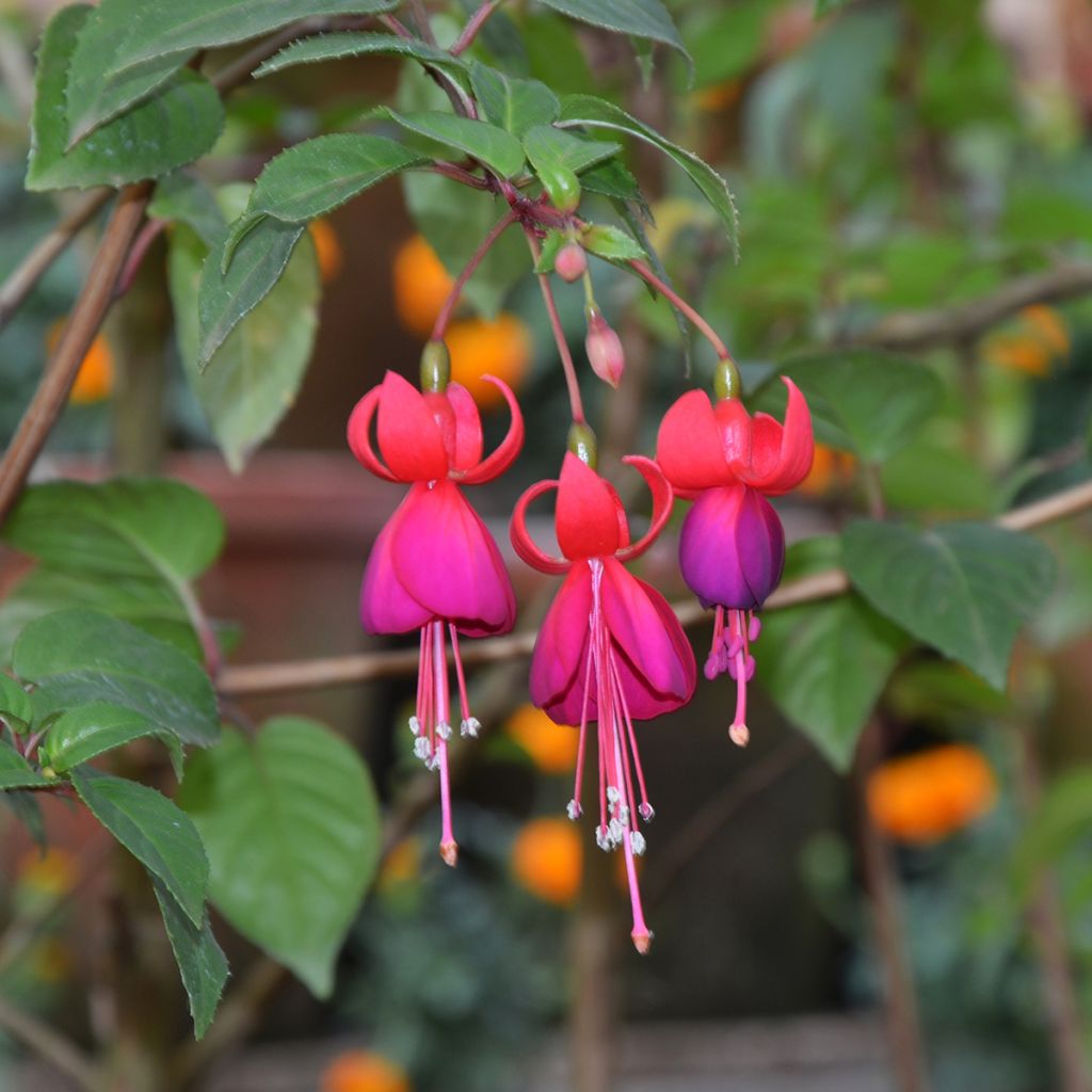 Fuchsia rustique Charming