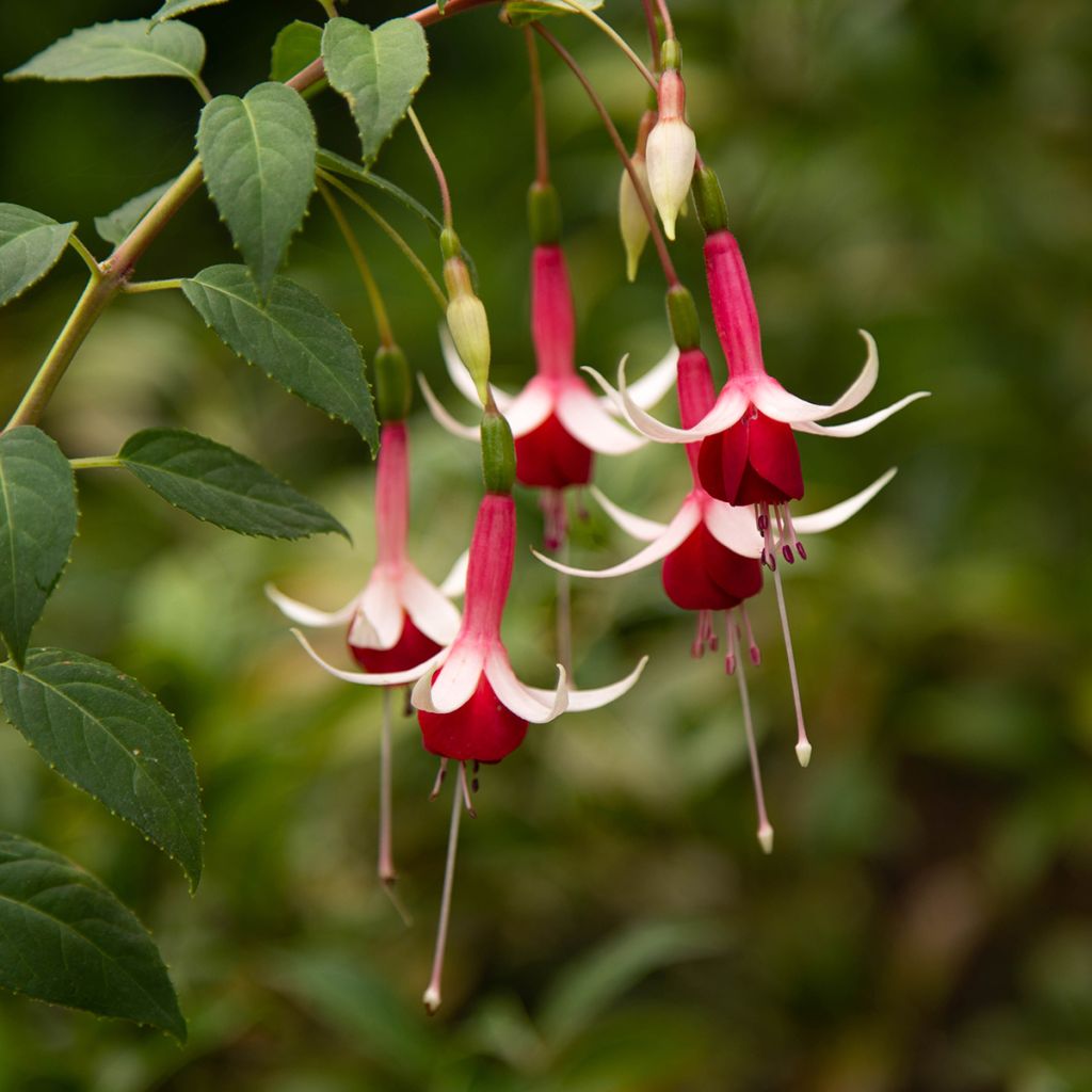 Fuchsia rustique Checkerboard