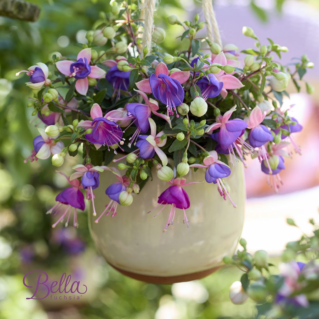 Fuchsia semi-retombant Bella Diana