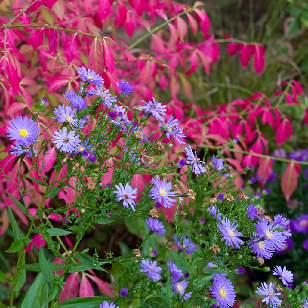 Euonymus alatus - Fusain ailé