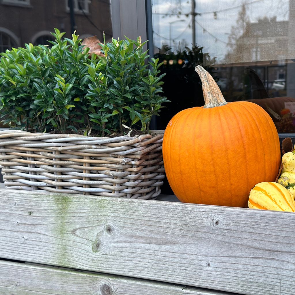 Fusain du Japon - Euonymus japonicus Green Spire
