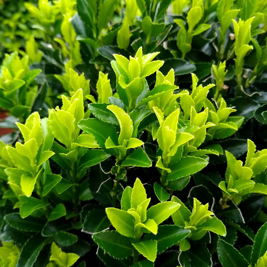Fusain du Japon - Euonymus japonicus Green Spire