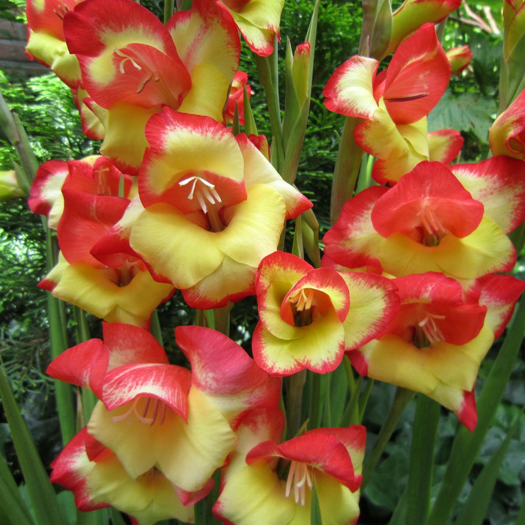 Gladiolus primulinus Las Vegas - Glaïeul hybride à petites fleurs