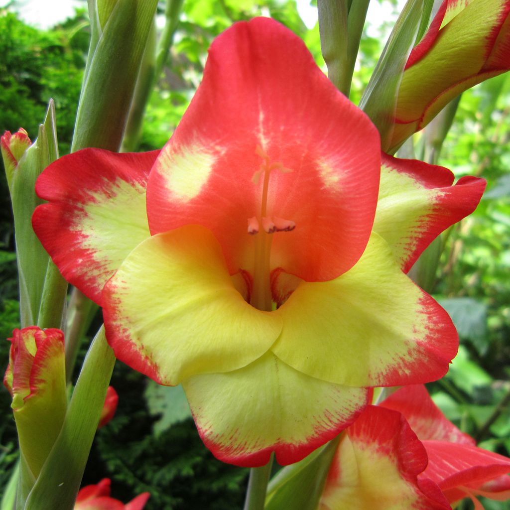 Gladiolus primulinus Las Vegas - Glaïeul hybride à petites fleurs
