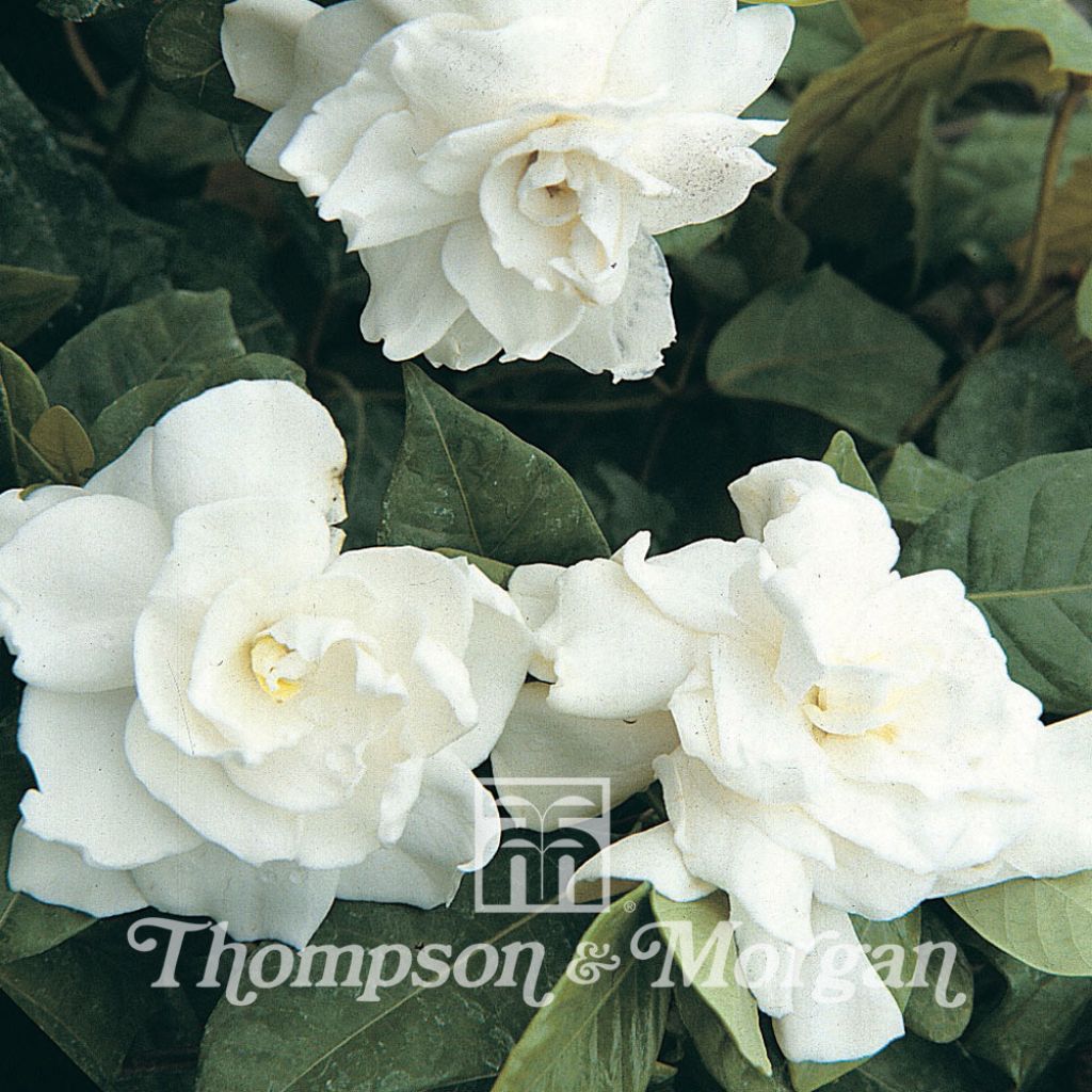 Gardenia Jasminoides