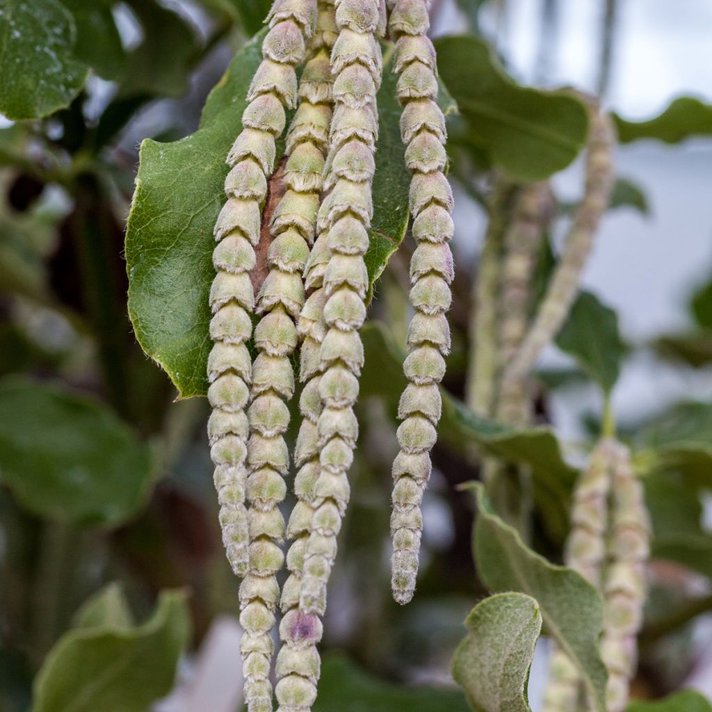 Garrya elliptica - Garrya à feuilles elliptiques