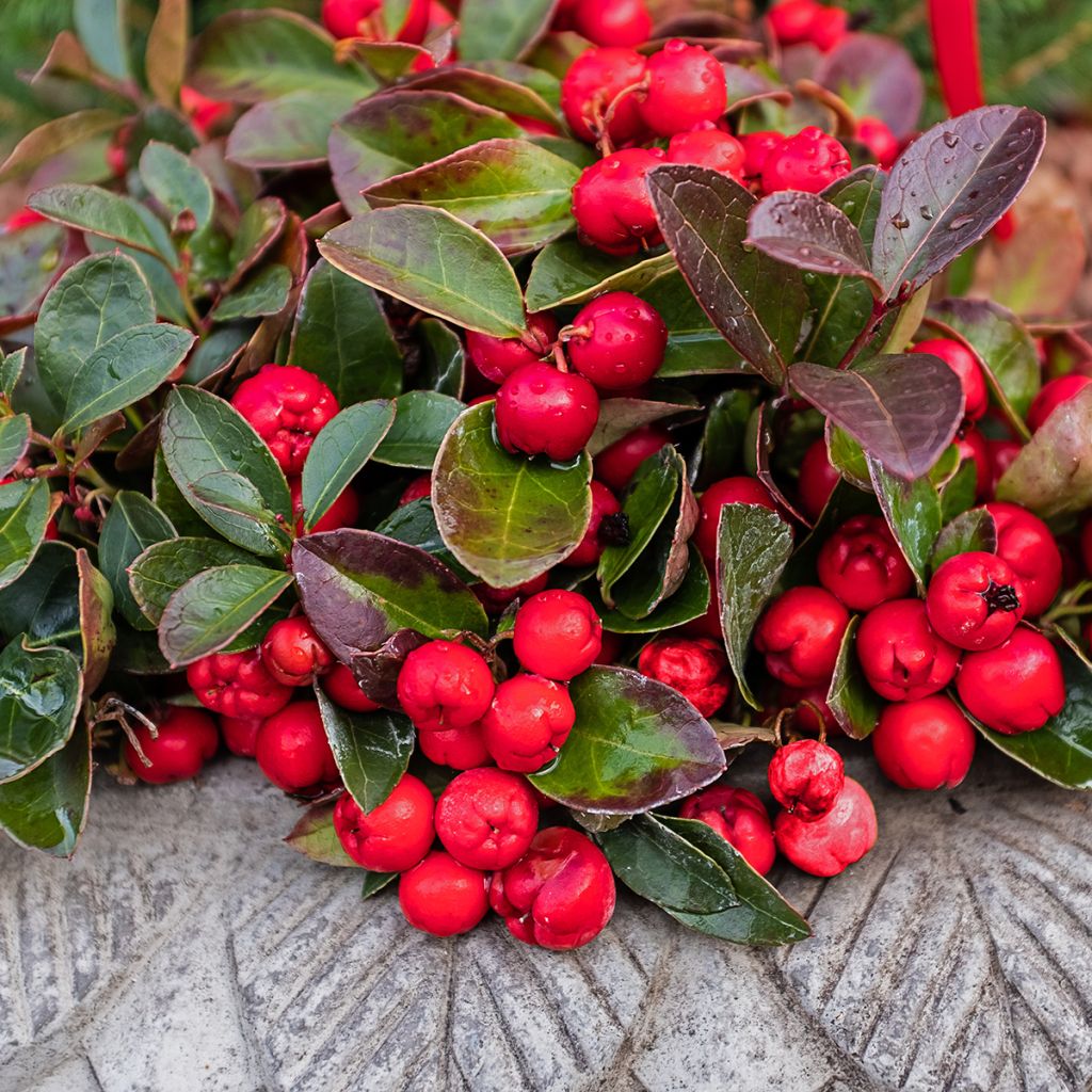 Gaultheria procumbens - Gaulthérie couchée