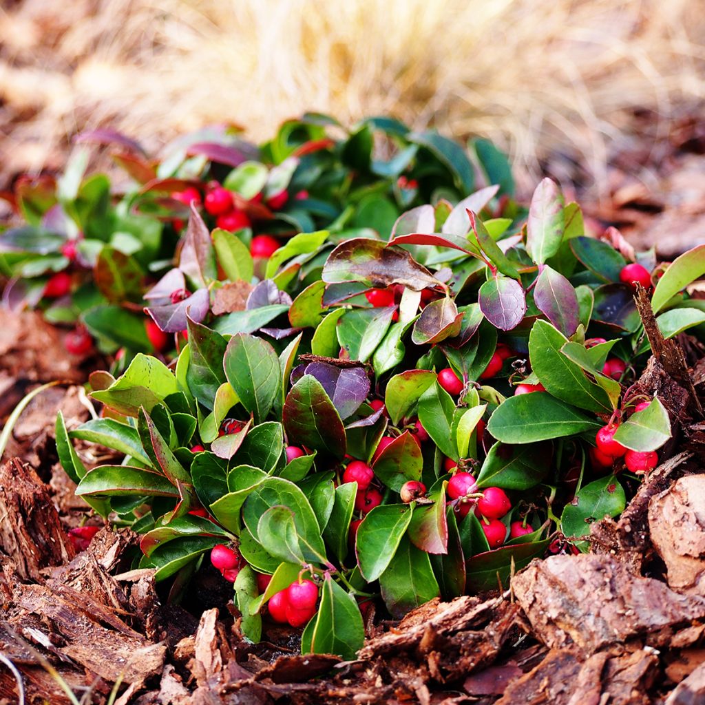 Gaultheria procumbens - Gaulthérie couchée
