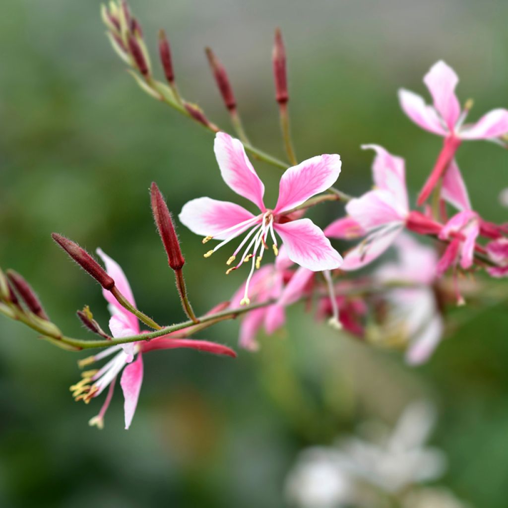 Gaura lindheimeri Siskiyou Pink