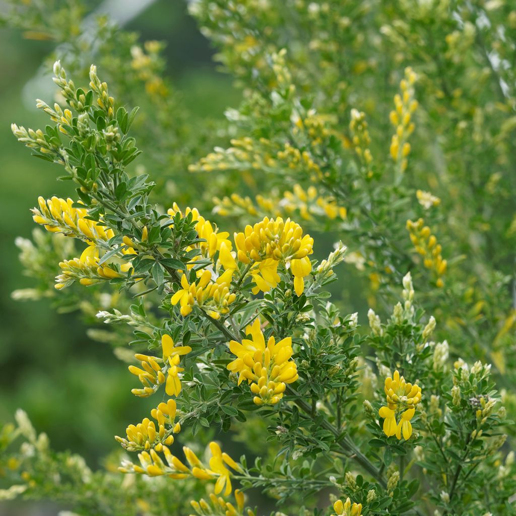 Genêt - Cytisus Golden Sunlight