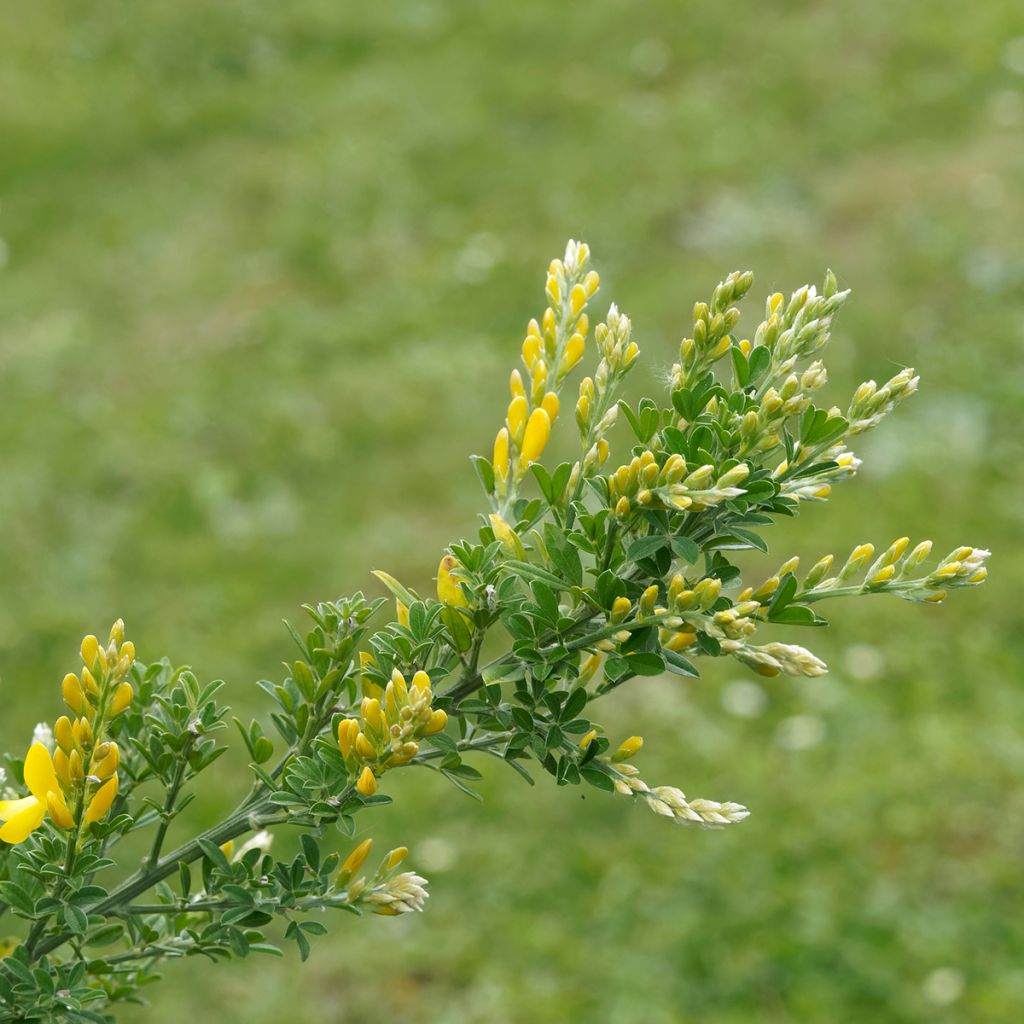 Genêt - Cytisus Golden Sunlight
