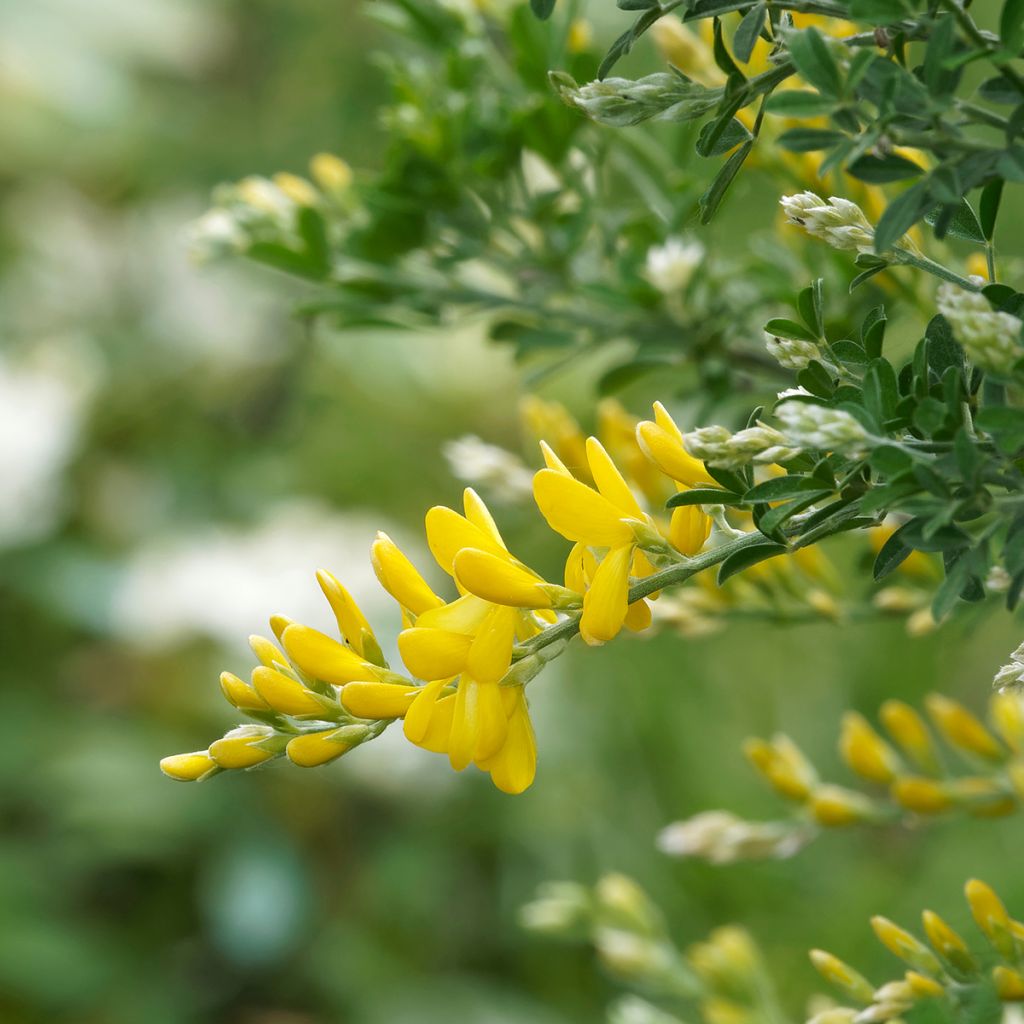 Genêt - Cytisus Golden Sunlight