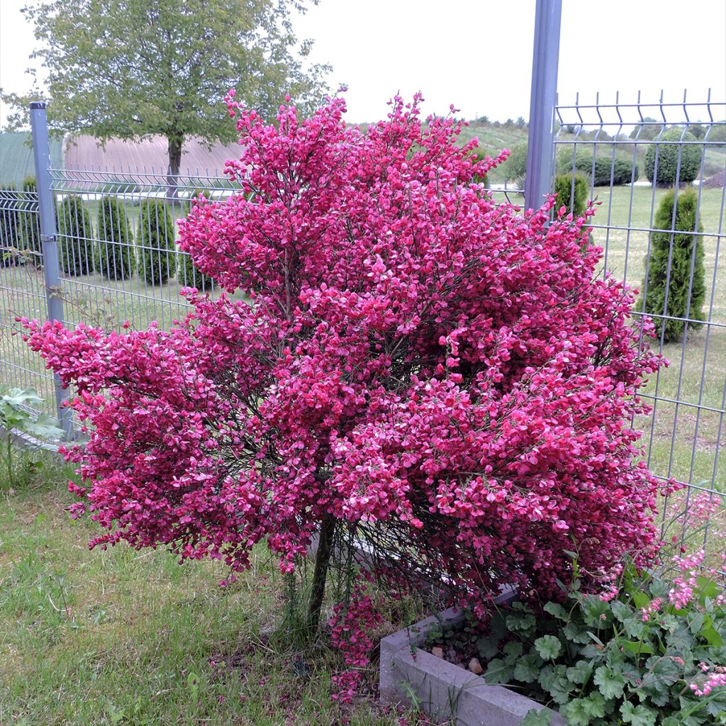 Genêt à balais - Cytisus Boskoop Ruby