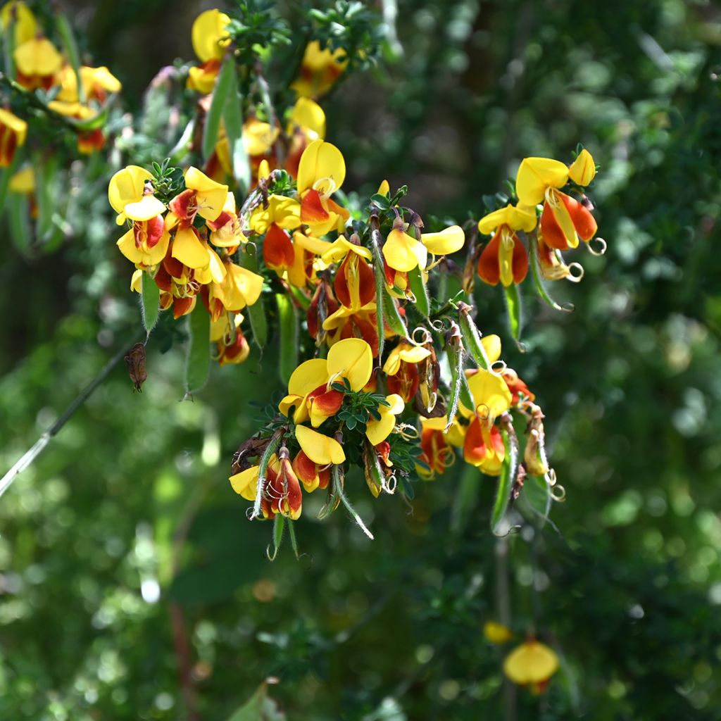 Genêt à balais - Cytisus scoparius Andreanus