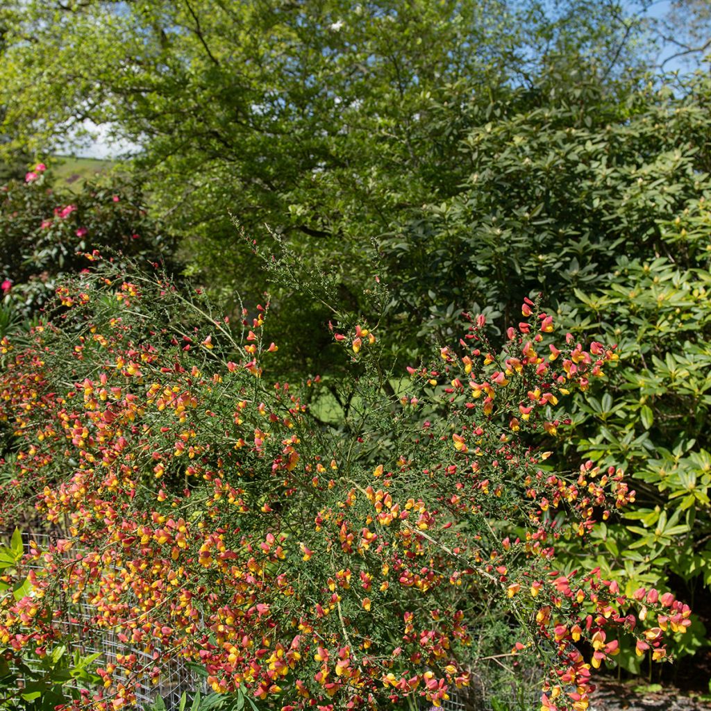 Genêt à balais - Cytisus scoparius La Coquette