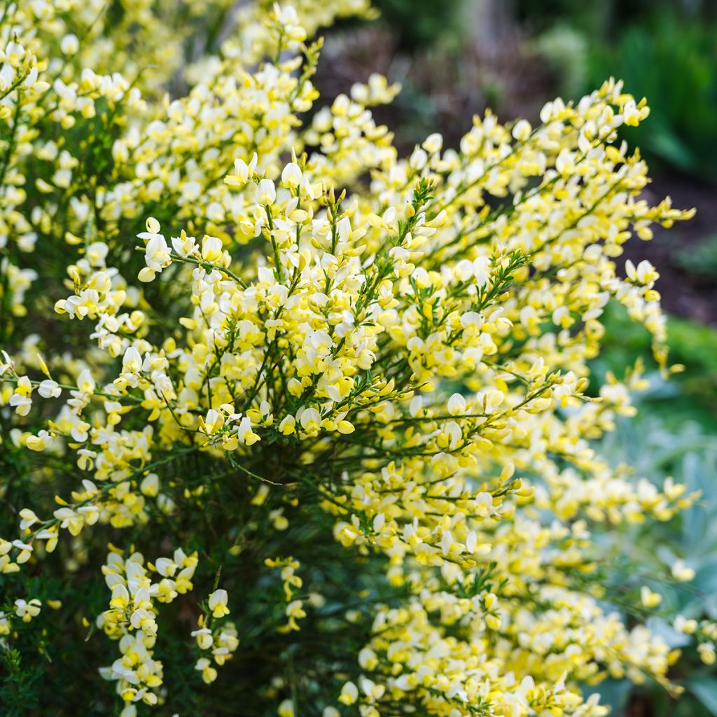 Genêt à balais - Cytisus scoparius Luna
