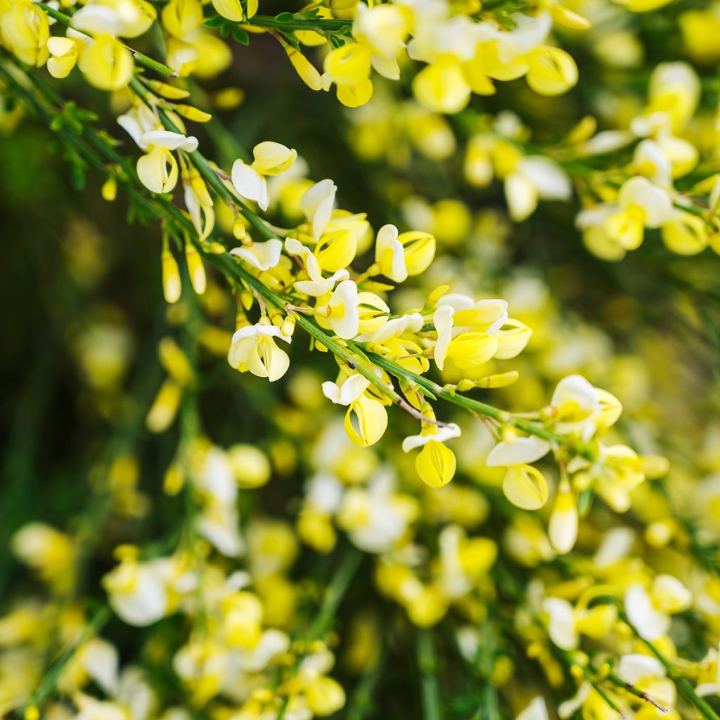 Genêt à balais - Cytisus scoparius Luna