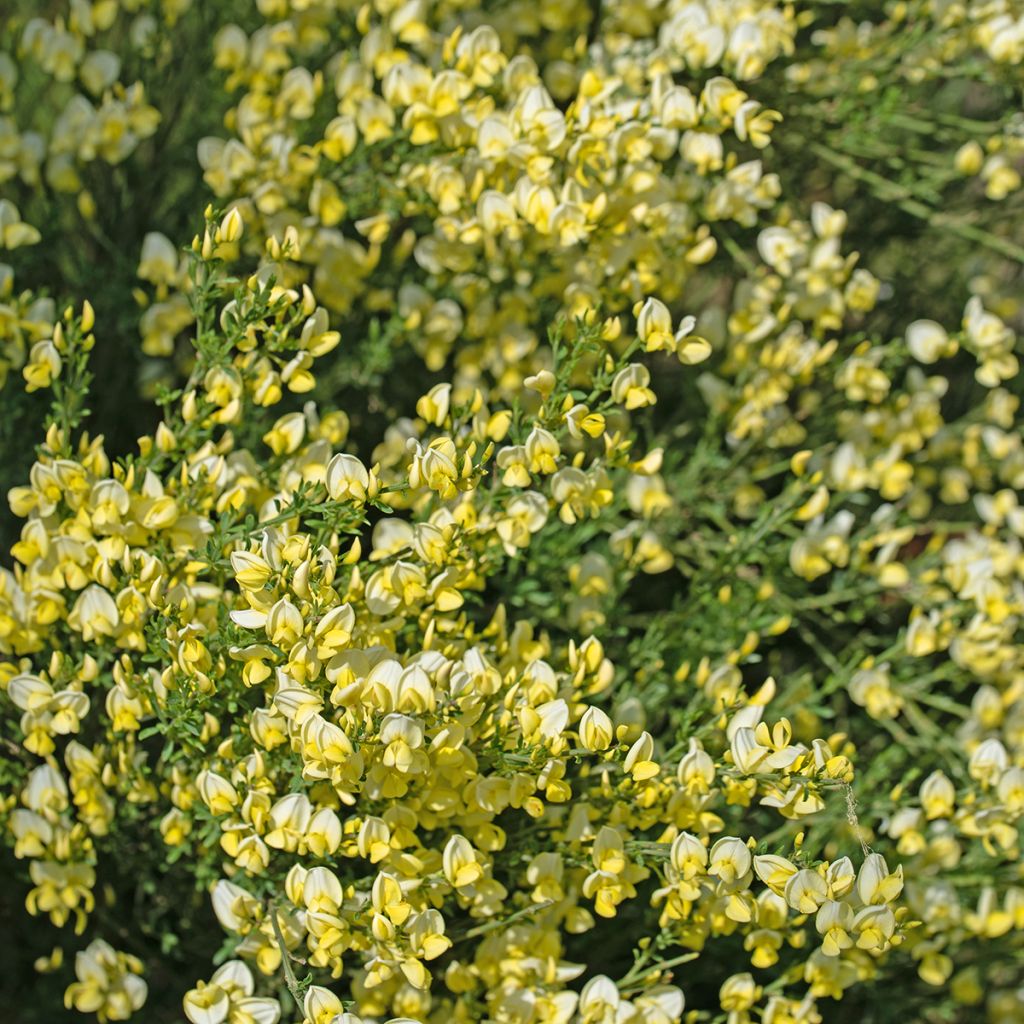 Genêt à balais - Cytisus scoparius Luna
