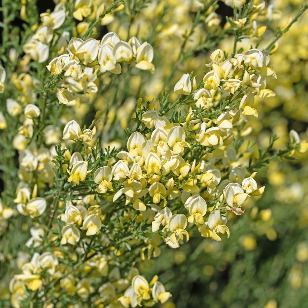 Genêt à balais - Cytisus scoparius Luna