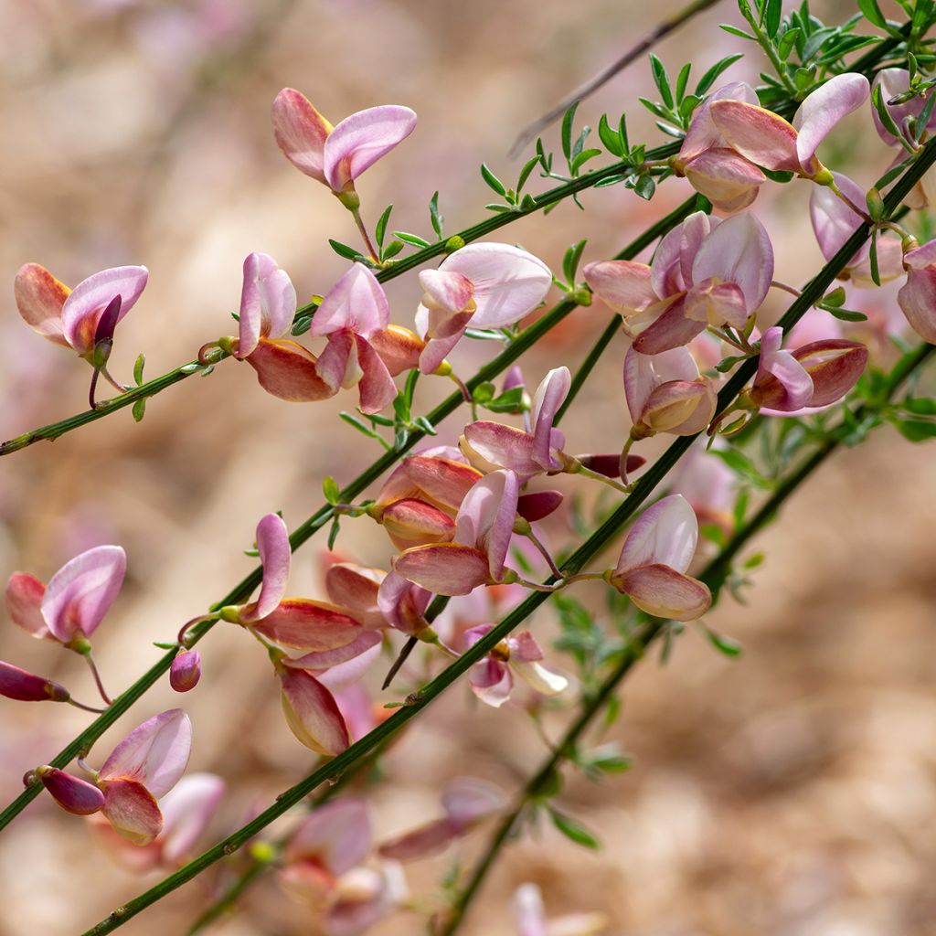 Genêt à balais - Cytisus scoparius Moyclare Pink