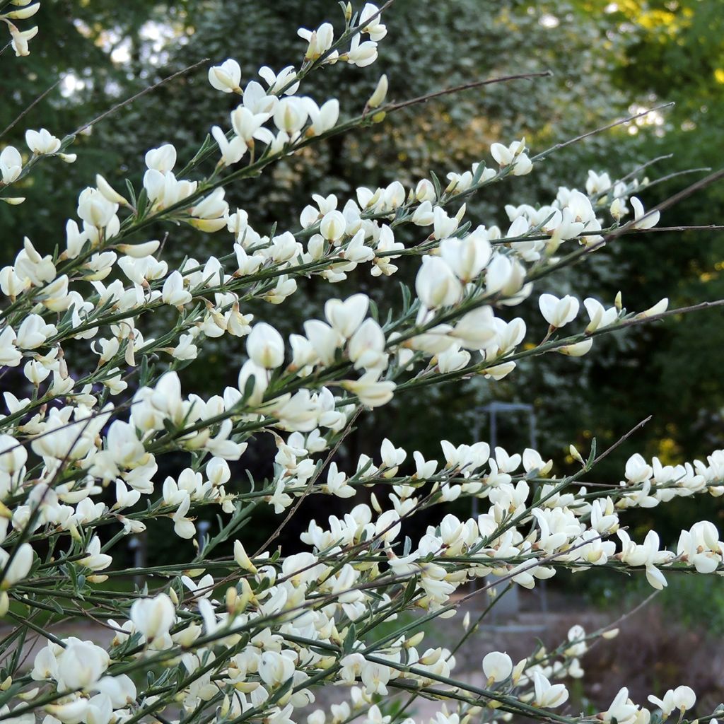 Genêt précoce - Cytisus praecox Albus