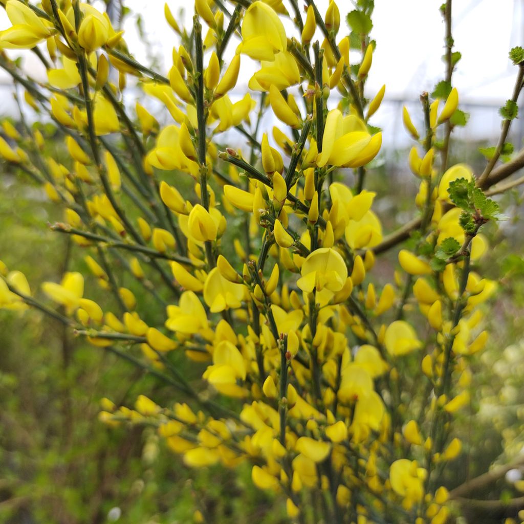 Genêt précoce - Cytisus praecox Allgold