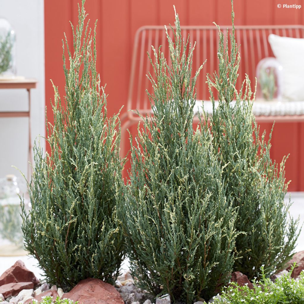 Genévrier de Virginie - Juniperus scopulorum Blue Ivory