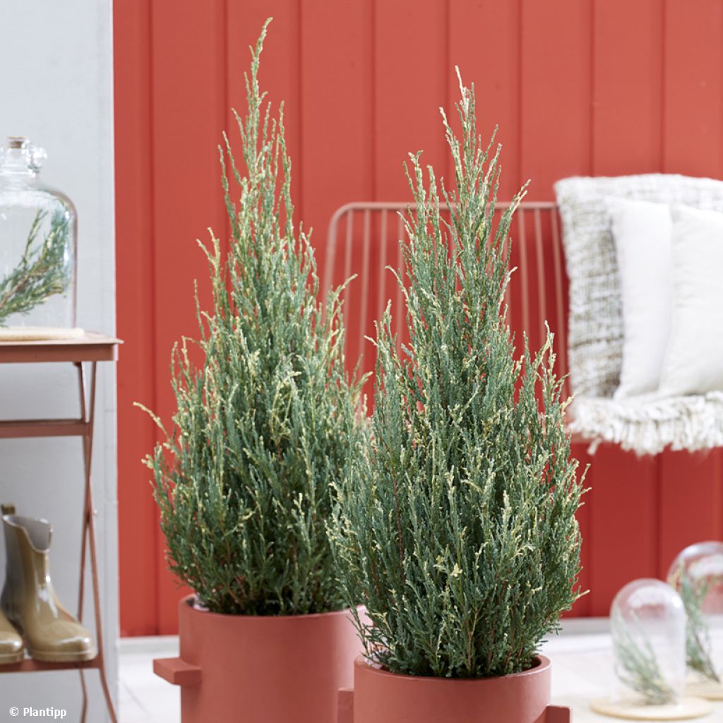 Genévrier de Virginie - Juniperus scopulorum Blue Ivory