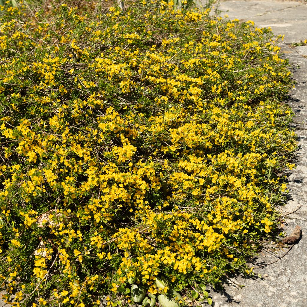 Genista pilosa Vancouver Gold - Genêt poilu